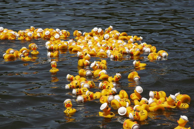 Rubber duck race