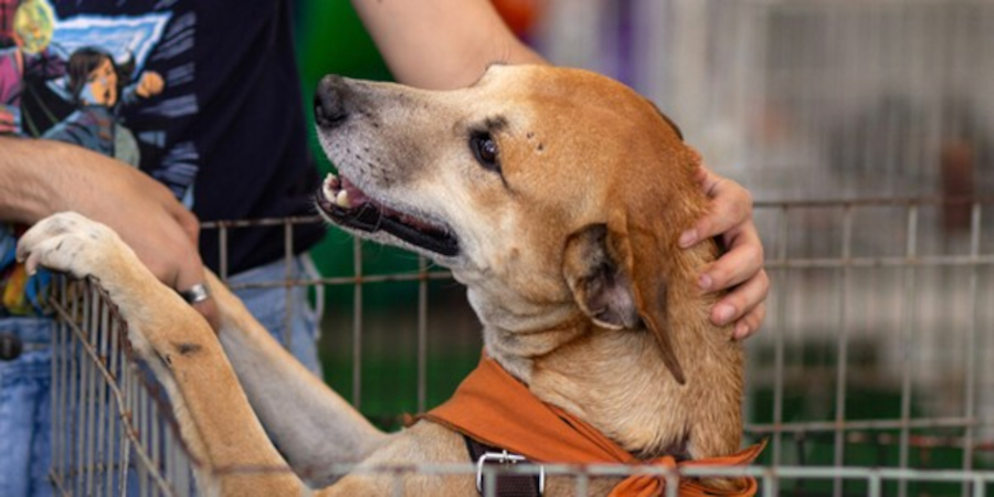 Planning an Animal Charity Event: 4 Tips for Success